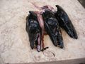 espanada, de diepzeevissen die als lekkernij verkocht worden